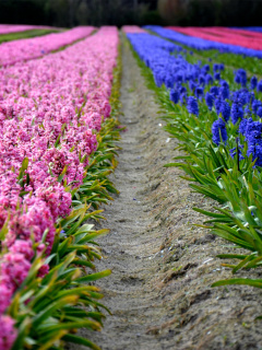 Hyacinths Field wallpaper 240x320