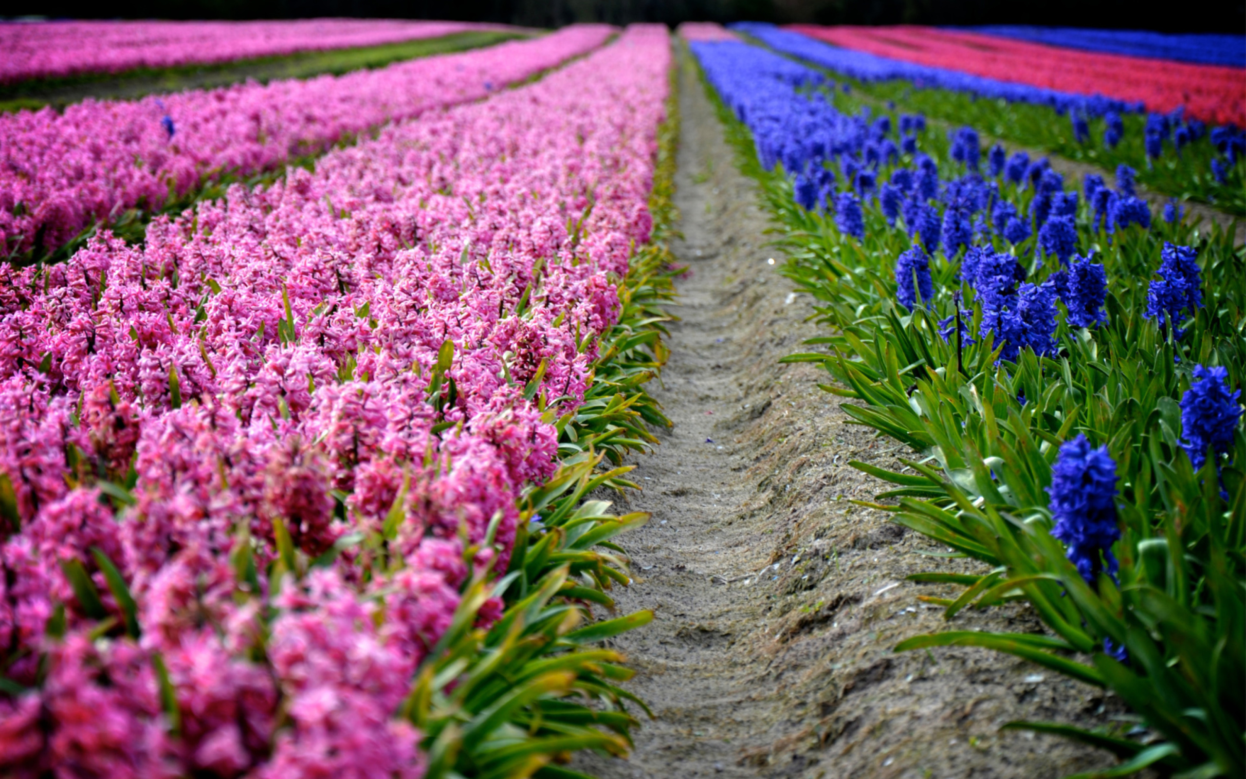 Sfondi Hyacinths Field 2560x1600