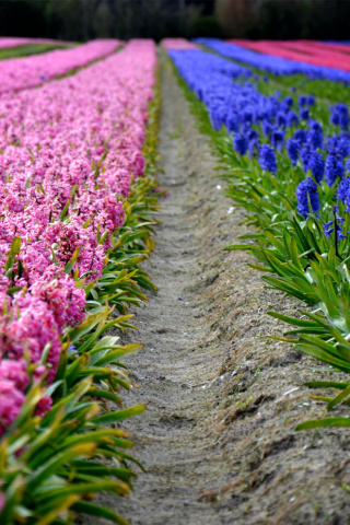 Fondo de pantalla Hyacinths Field 320x480