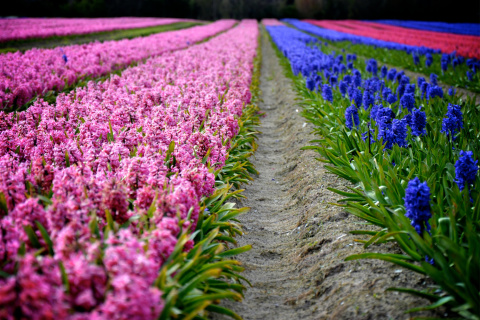 Fondo de pantalla Hyacinths Field 480x320