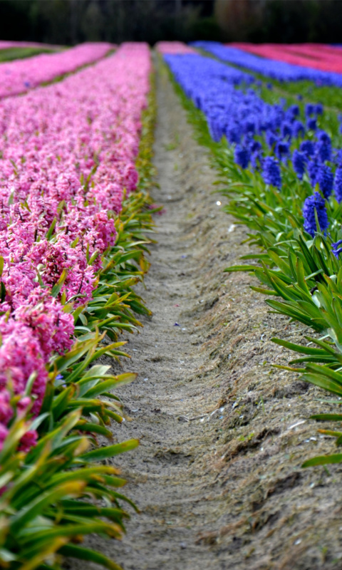 Sfondi Hyacinths Field 480x800