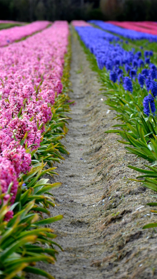 Hyacinths Field wallpaper 640x1136