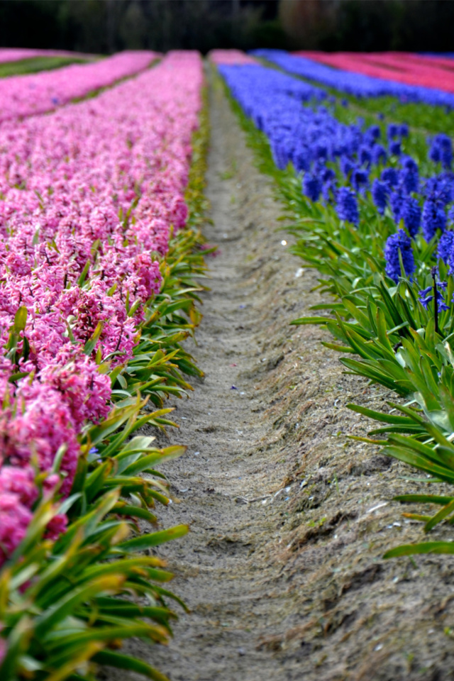 Обои Hyacinths Field 640x960