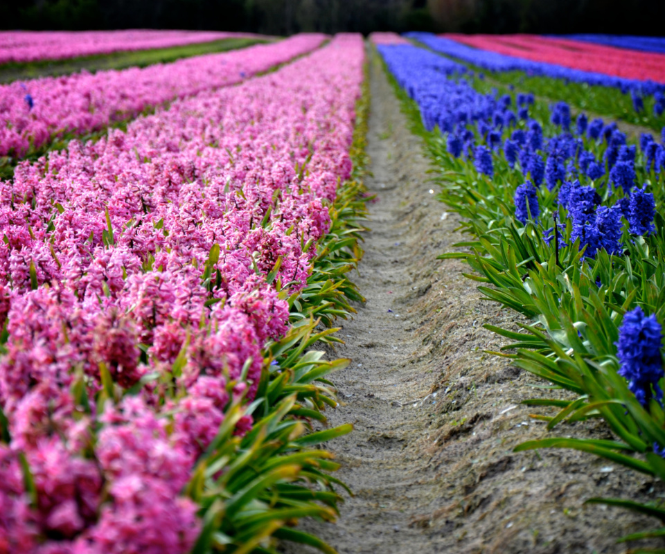 Fondo de pantalla Hyacinths Field 960x800