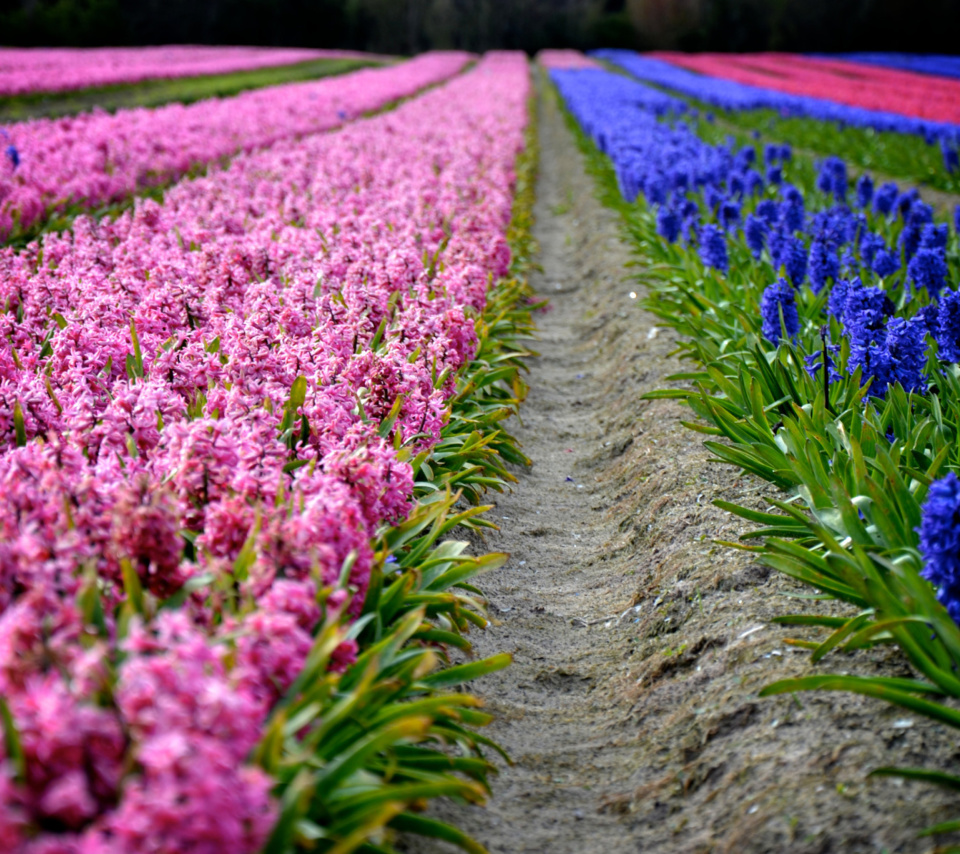 Fondo de pantalla Hyacinths Field 960x854