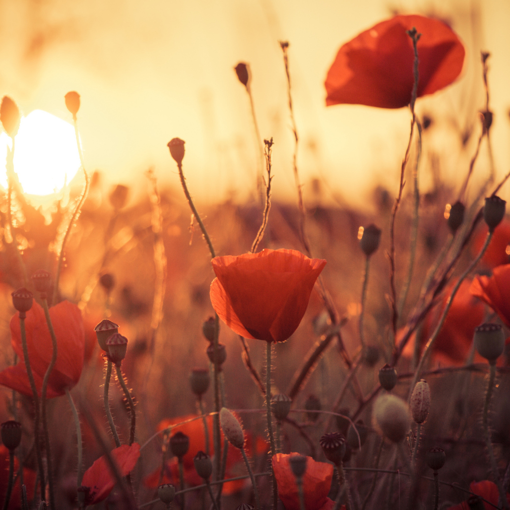 Обои Poppies At Sunset 1024x1024