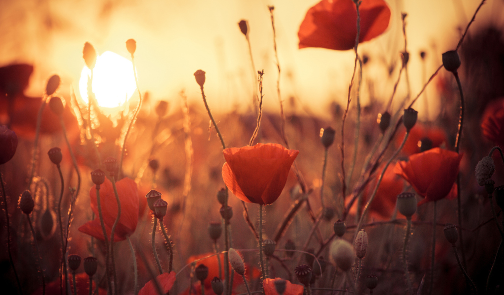 Fondo de pantalla Poppies At Sunset 1024x600