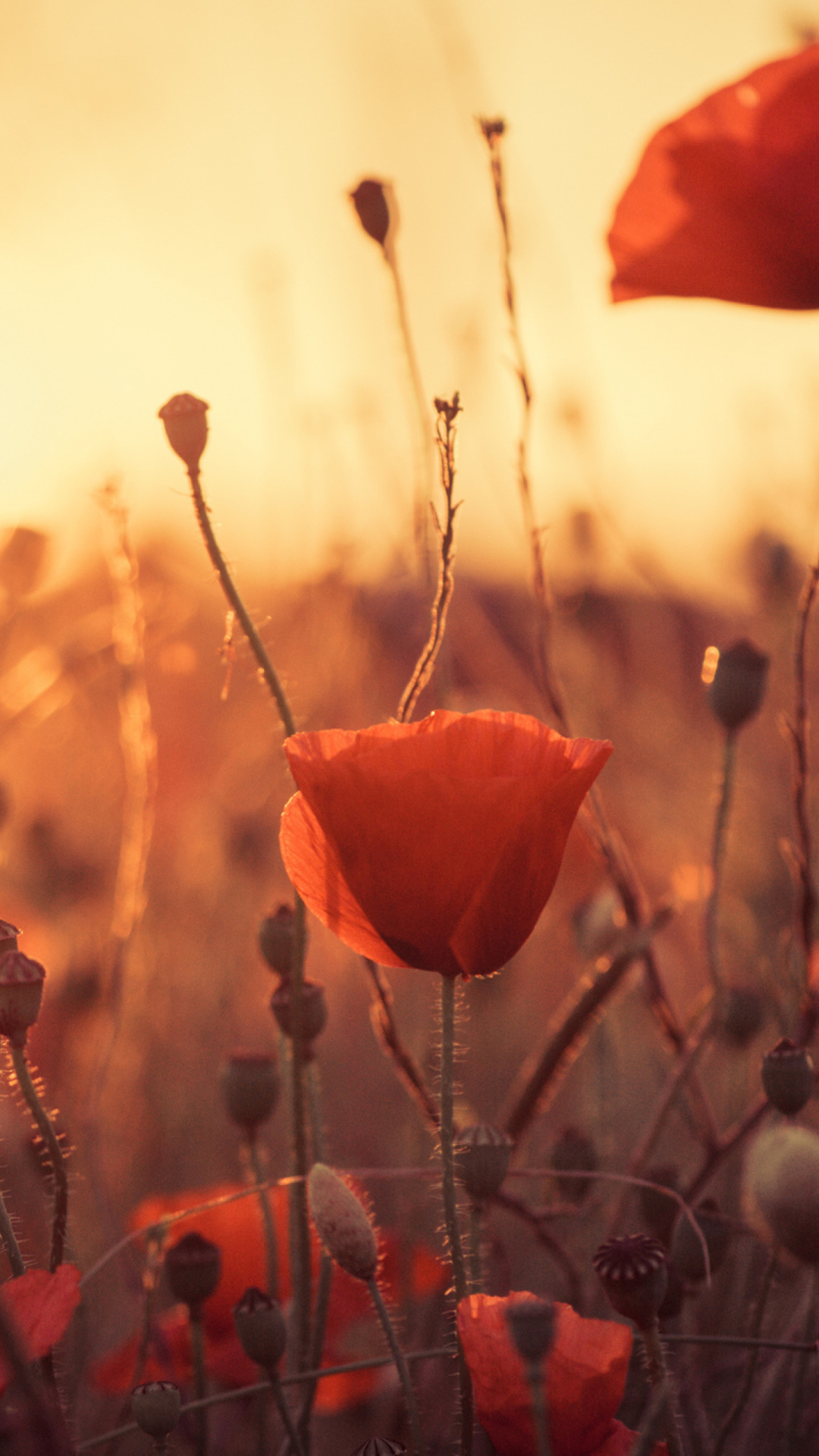 Sfondi Poppies At Sunset 1080x1920