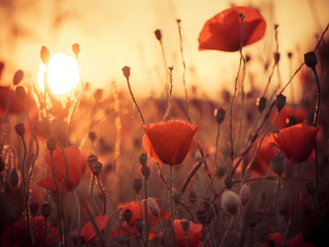 Poppies At Sunset wallpaper 1152x864