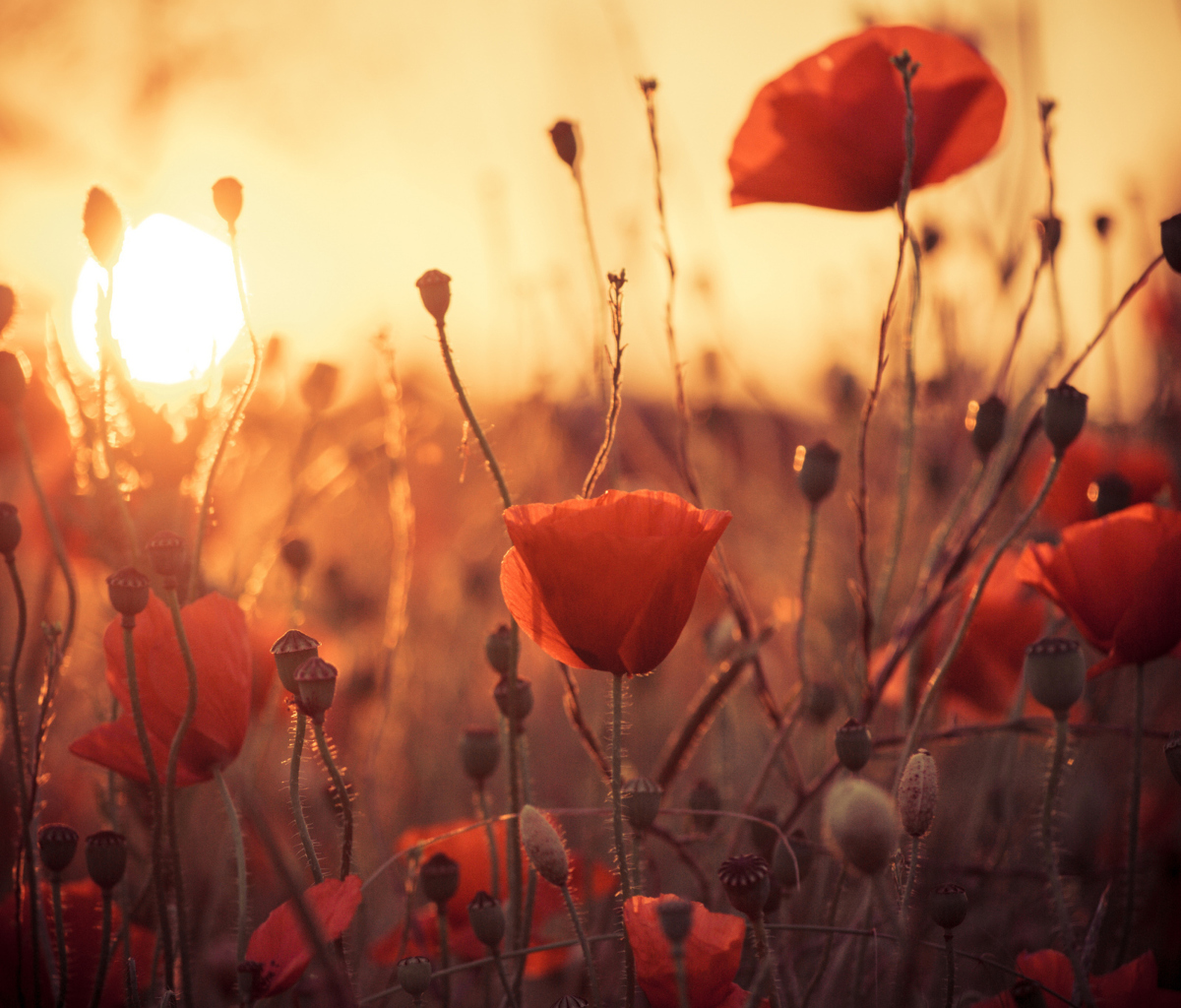 Poppies At Sunset wallpaper 1200x1024