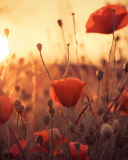 Poppies At Sunset screenshot #1 128x160