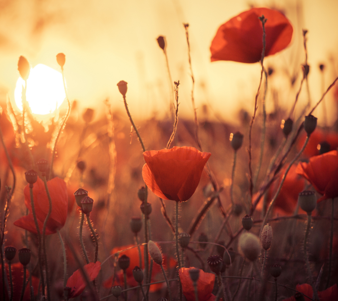 Poppies At Sunset wallpaper 1440x1280