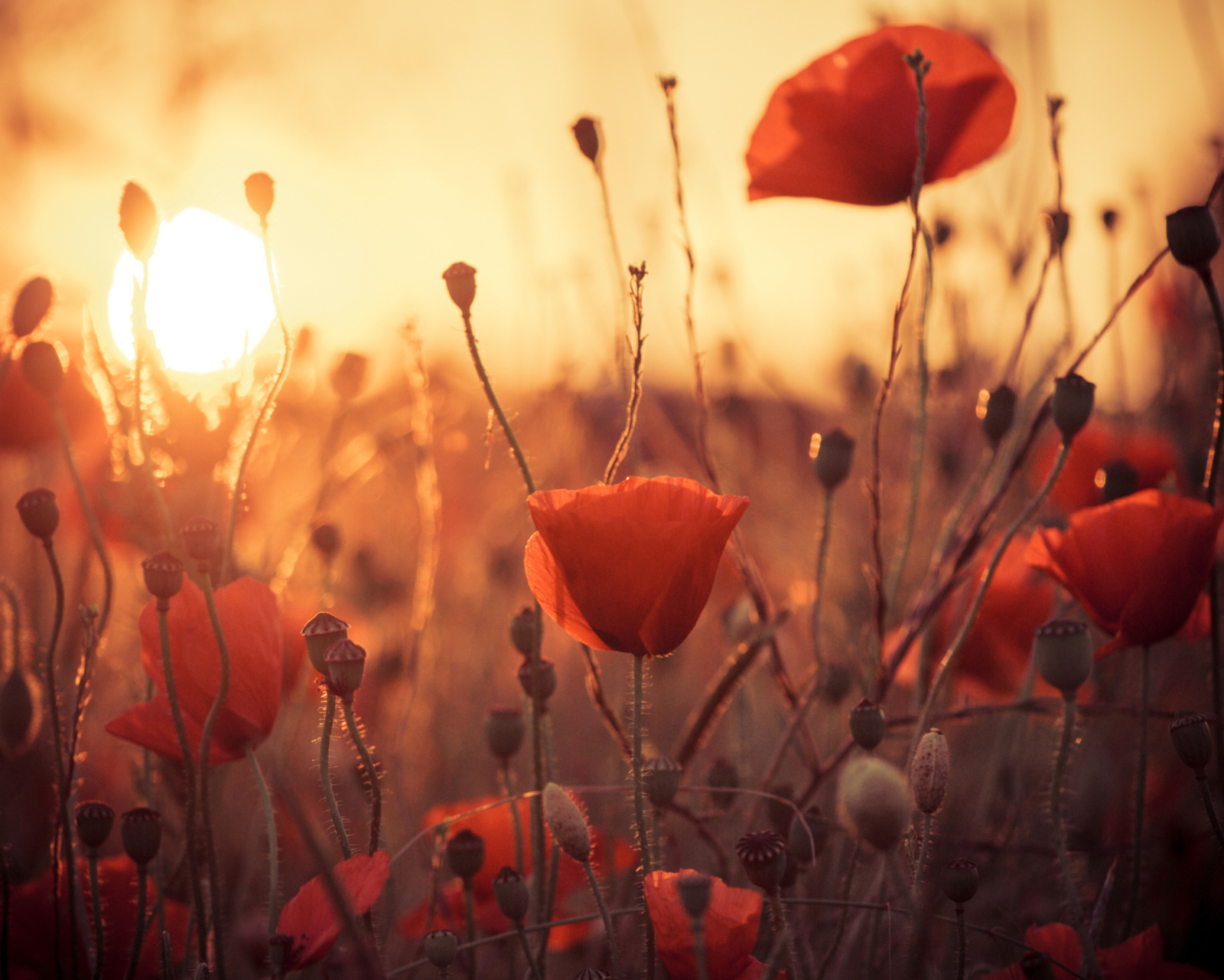 Poppies At Sunset wallpaper 1600x1280