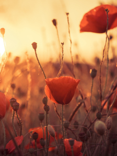 Poppies At Sunset screenshot #1 240x320