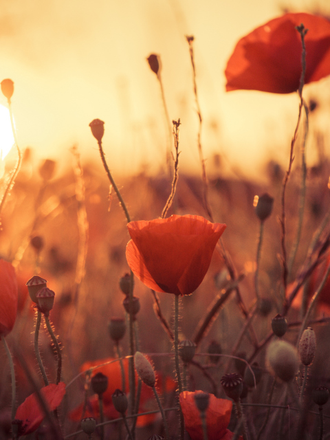 Poppies At Sunset wallpaper 480x640