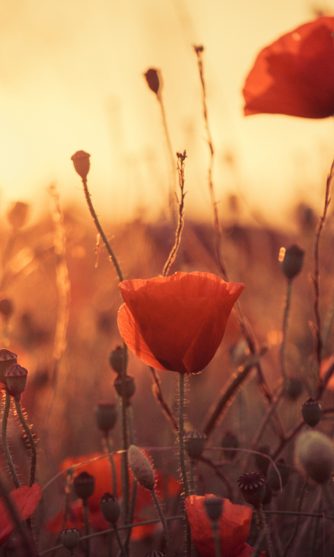 Poppies At Sunset wallpaper 480x800
