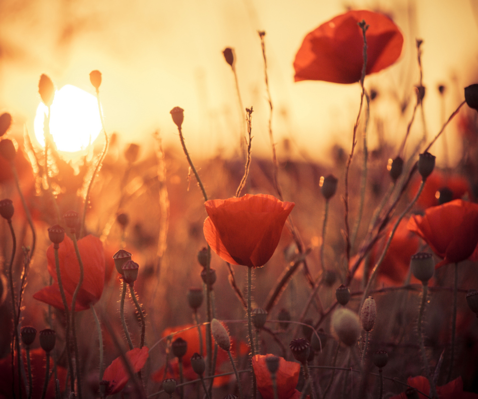 Sfondi Poppies At Sunset 960x800