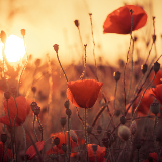 Poppies At Sunset - Obrázkek zdarma pro 128x128