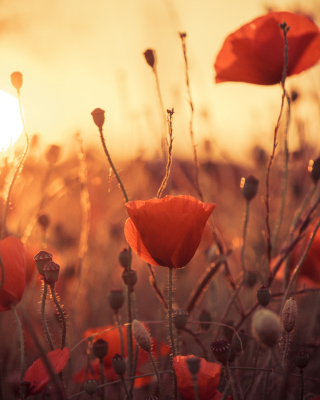 Poppies At Sunset - Obrázkek zdarma pro 640x960