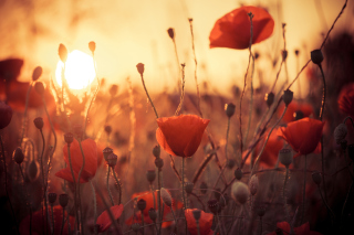 Poppies At Sunset - Obrázkek zdarma pro Samsung Galaxy A5