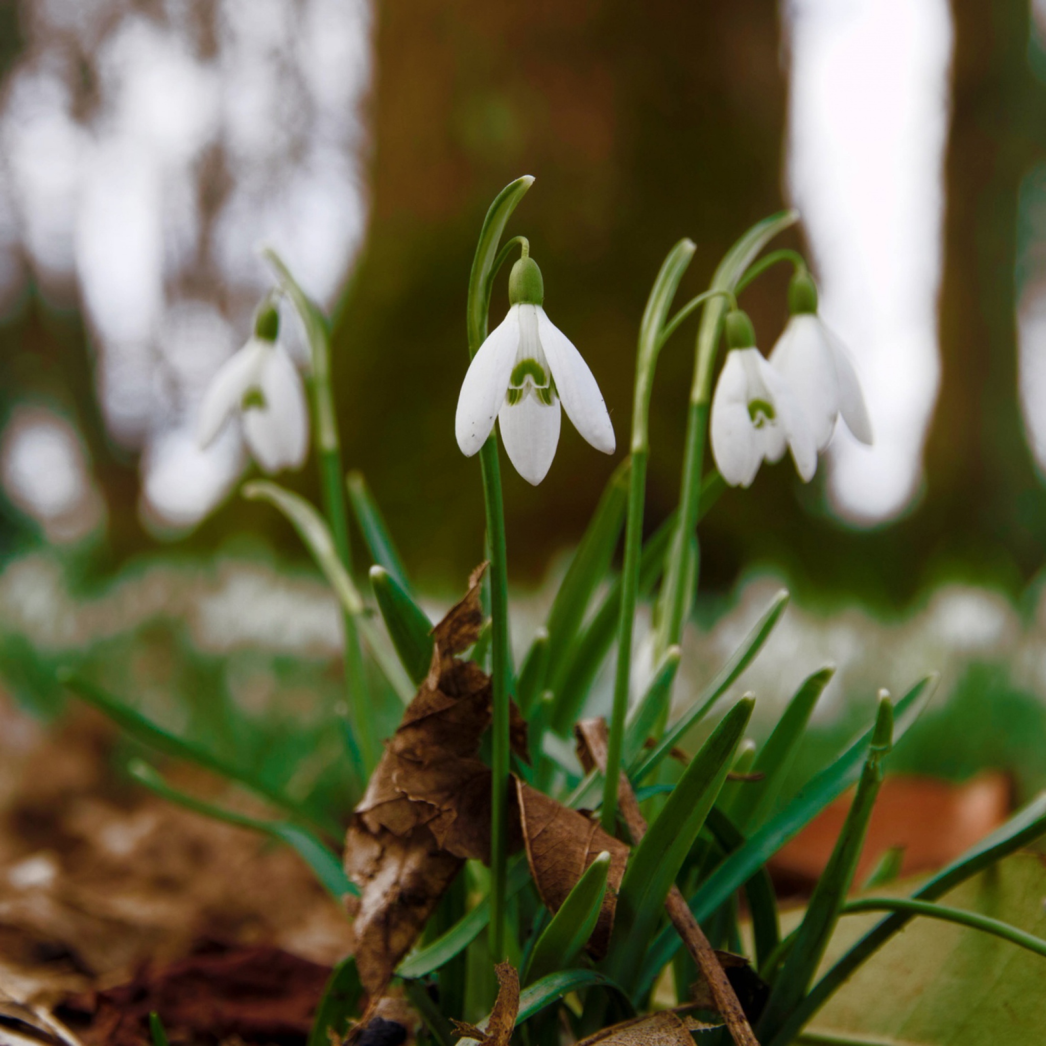 Snowdrops In Queens Park Scotland wallpaper 2048x2048