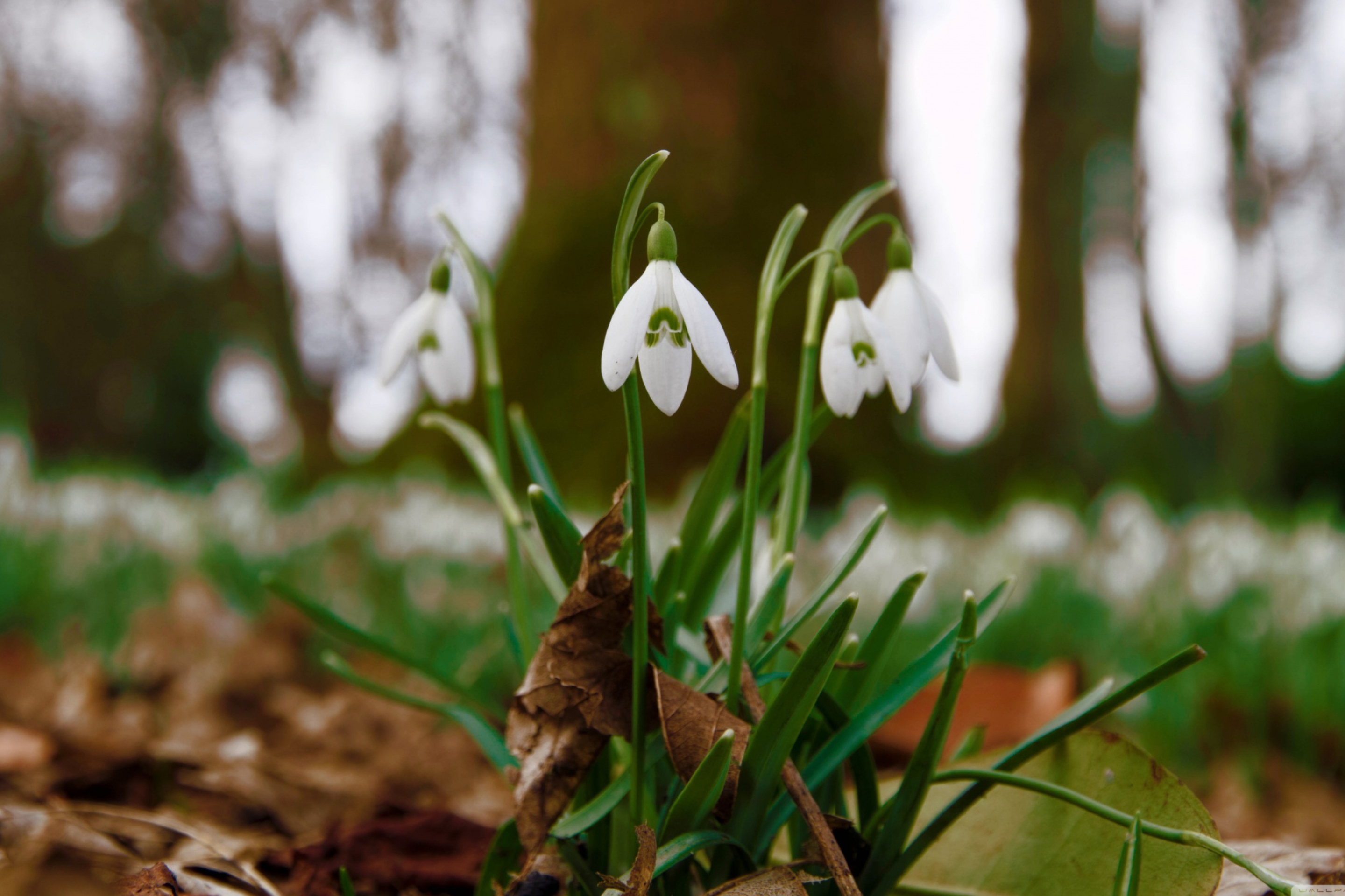 Fondo de pantalla Snowdrops In Queens Park Scotland 2880x1920