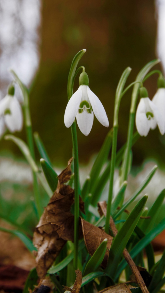 Snowdrops In Queens Park Scotland screenshot #1 640x1136