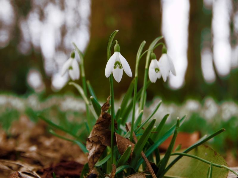 Sfondi Snowdrops In Queens Park Scotland 800x600