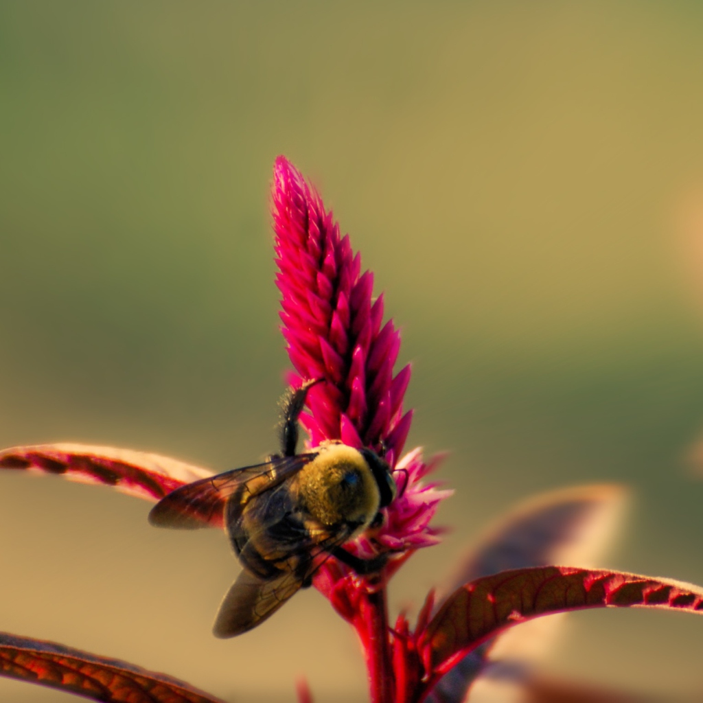 Fondo de pantalla Bee On Pink Flower 1024x1024