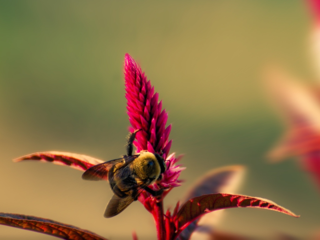 Fondo de pantalla Bee On Pink Flower 1024x768