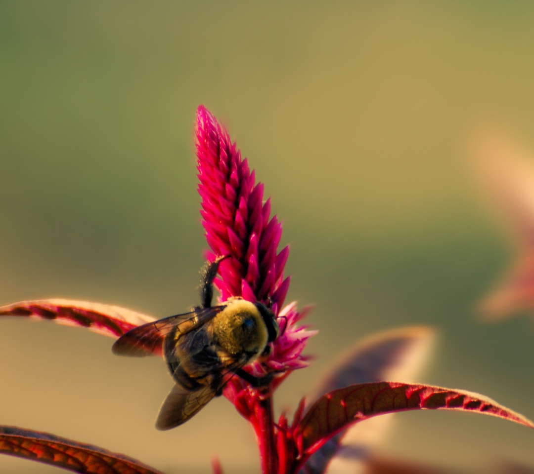 Обои Bee On Pink Flower 1080x960