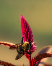 Bee On Pink Flower wallpaper 176x220