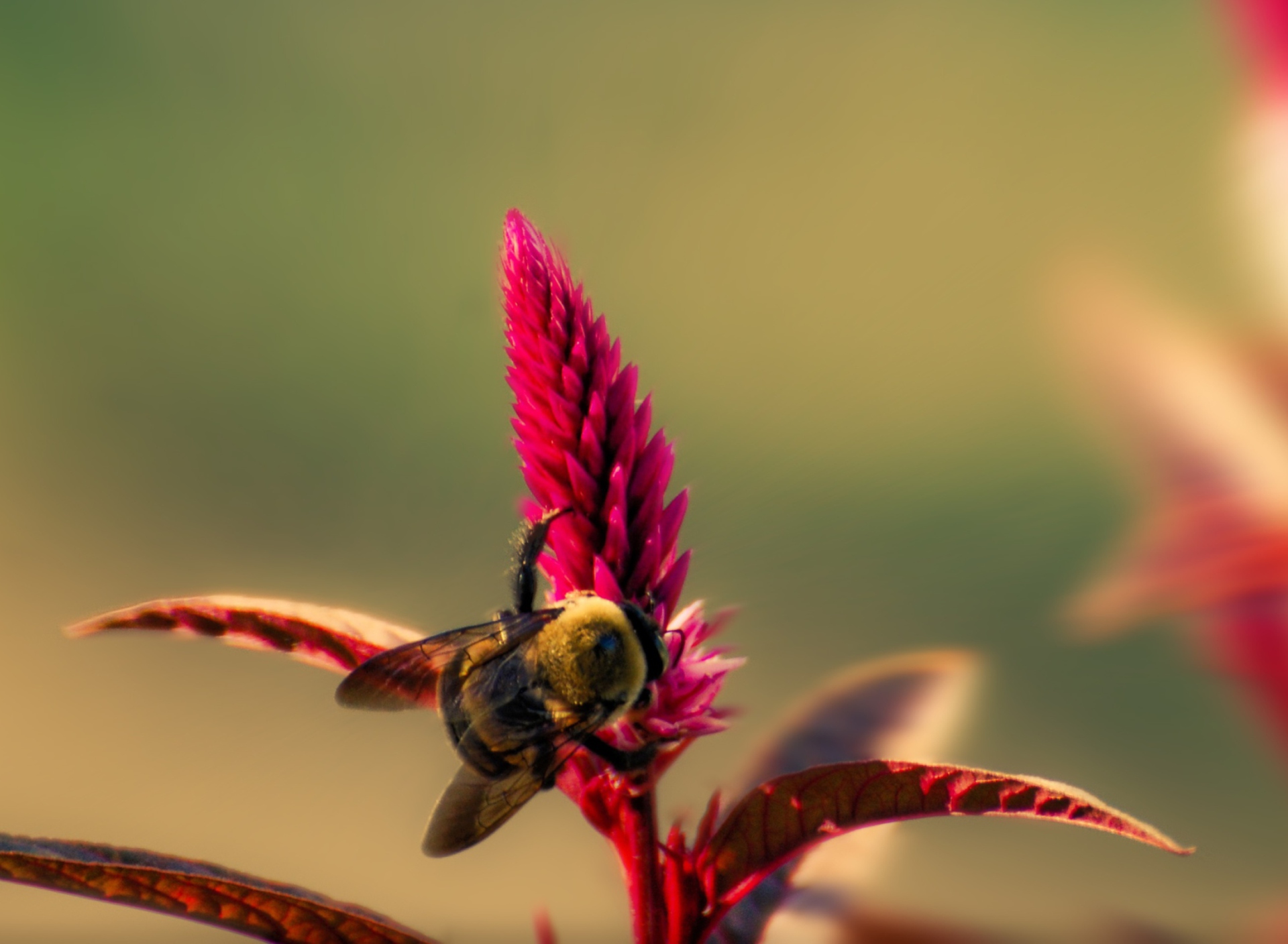 Обои Bee On Pink Flower 1920x1408