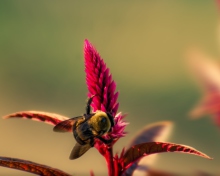 Bee On Pink Flower wallpaper 220x176
