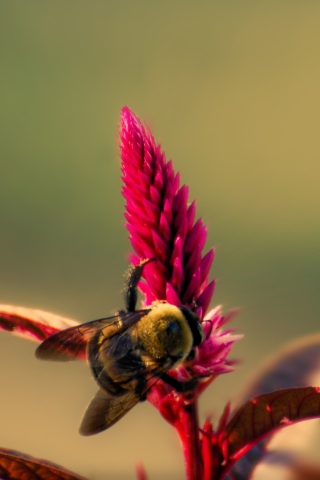 Обои Bee On Pink Flower 320x480