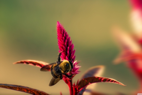 Обои Bee On Pink Flower 480x320