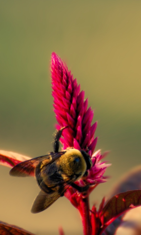 Screenshot №1 pro téma Bee On Pink Flower 480x800