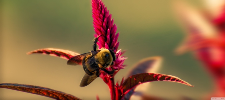 Bee On Pink Flower wallpaper 720x320