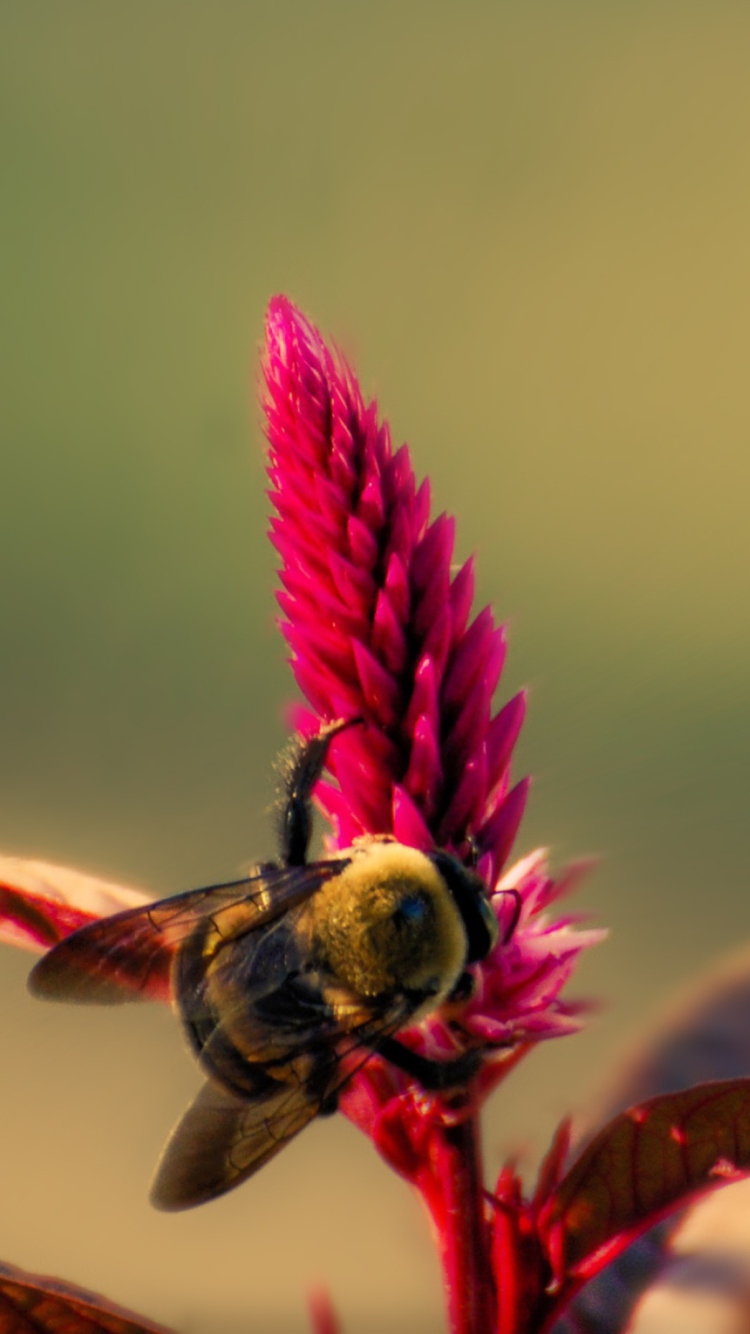 Обои Bee On Pink Flower 750x1334