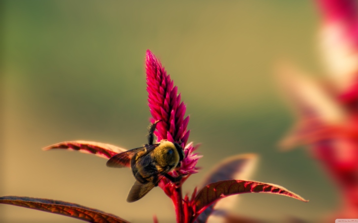 Bee On Pink Flower wallpaper