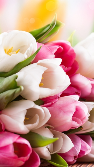 Fondo de pantalla Spring Tulips 360x640