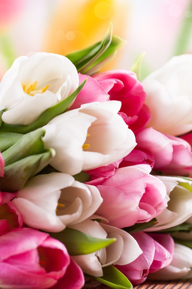 Fondo de pantalla Spring Tulips 640x960