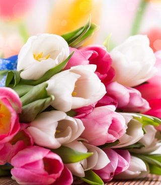 Spring Tulips Wallpaper for Nokia Asha 306