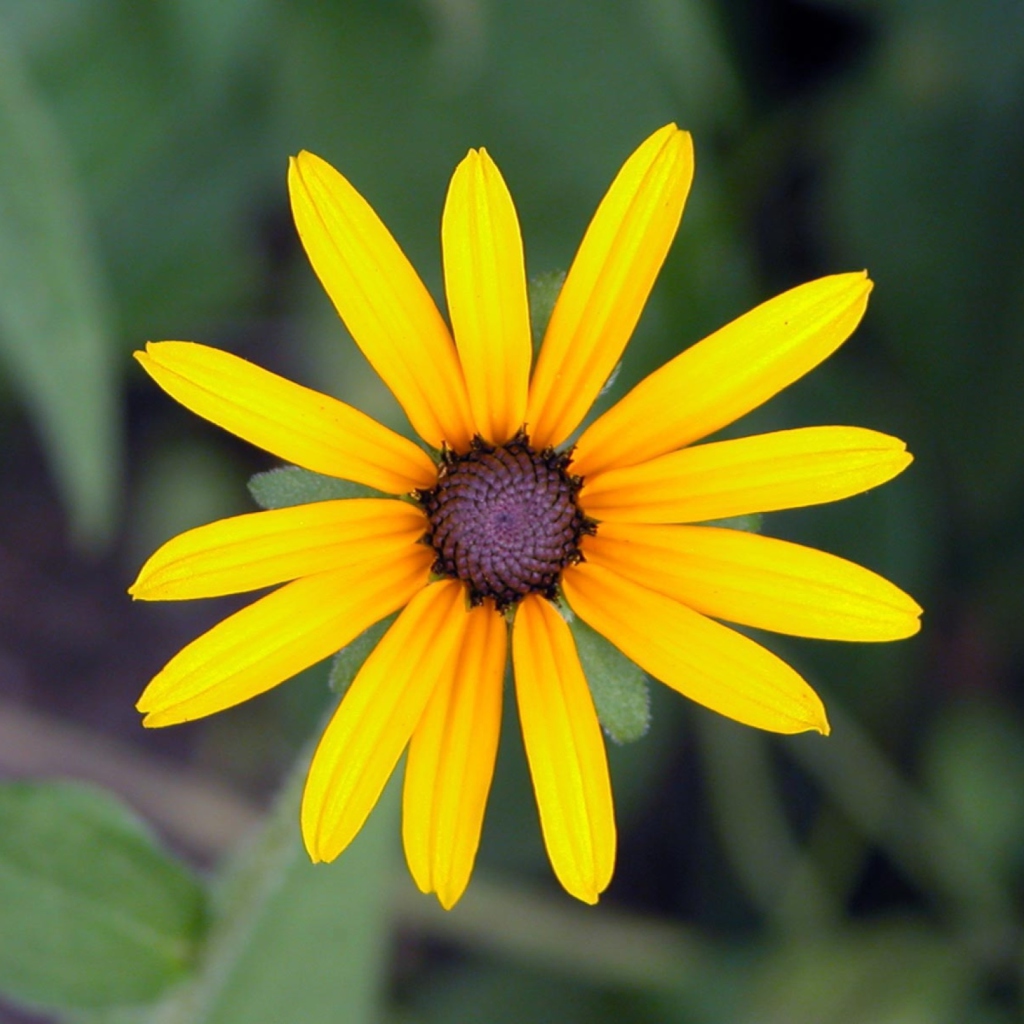 Bright Yellow Flower wallpaper 1024x1024