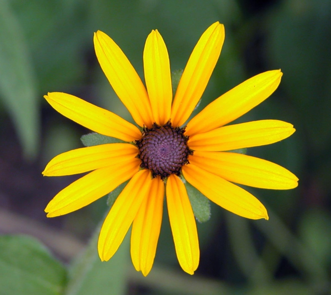 Fondo de pantalla Bright Yellow Flower 1080x960