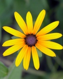 Bright Yellow Flower screenshot #1 128x160