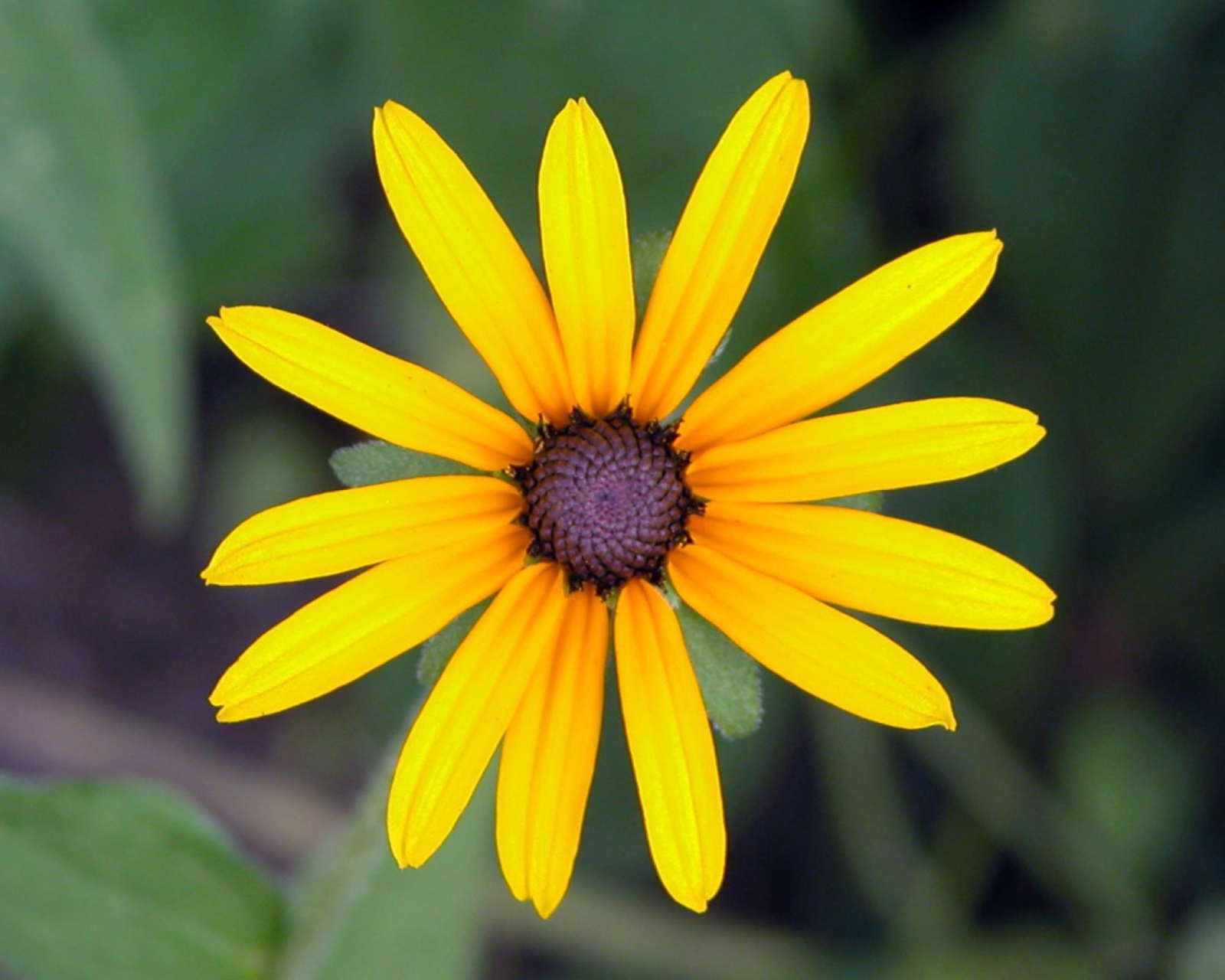 Bright Yellow Flower screenshot #1 1600x1280