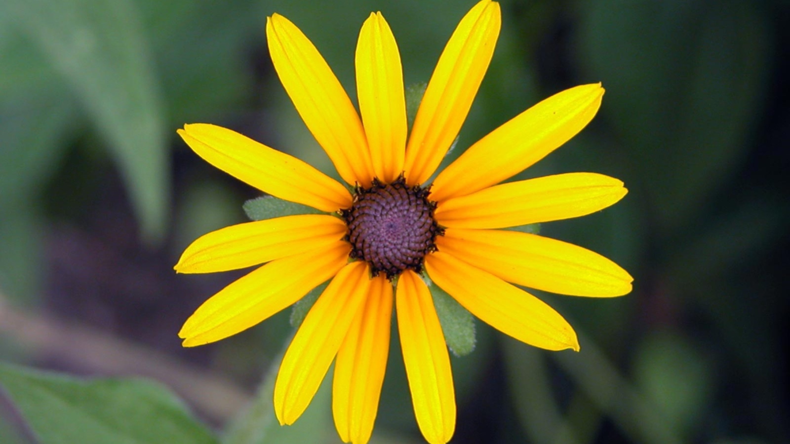 Fondo de pantalla Bright Yellow Flower 1600x900
