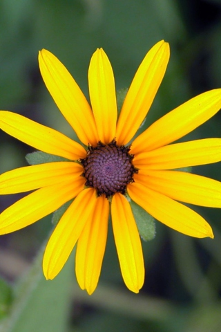 Fondo de pantalla Bright Yellow Flower 320x480