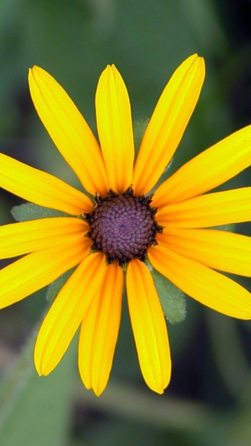 Sfondi Bright Yellow Flower 360x640